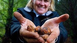 Grant's Getaways:  Oregon Truffle Hunting 
